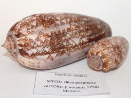 030 Gasteropodi colorati