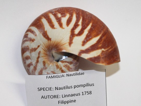 043 Nautilus